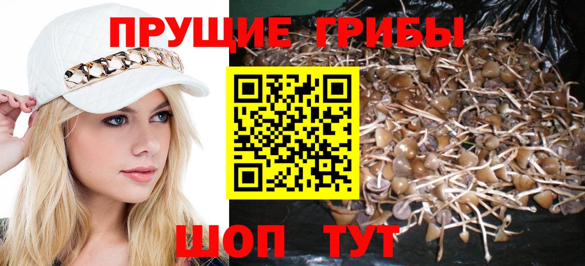 Галлюциногенные грибы Psilocybe Шали
