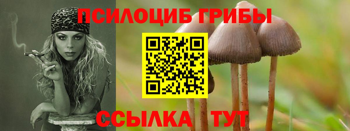 Шали  Псилоцибиновые грибы ЛСД  Псилоцибиновые грибы GOLDEN TEACHER  Вход с VPN 